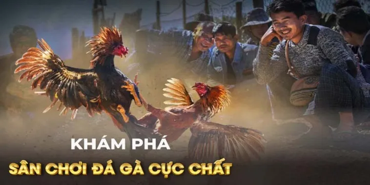 Cách Chơi Đá Gà GA28 Tại 33Win Chi Tiết Cho Người Mới Bắt Đầu