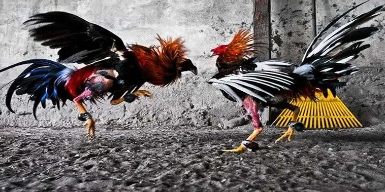 Cách Chơi Đá Gà GA28 Tại 33Win Chi Tiết Cho Người Mới Bắt Đầu