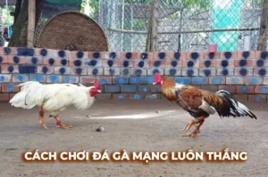 Khám Phá Cách Chơi Đá Gà Sabong Tại 33Win Chi Tiết Dành Cho Người Mới