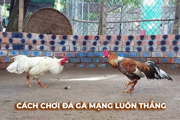 Khám Phá Cách Chơi Đá Gà Sabong Tại 33Win Chi Tiết Dành Cho Người Mới