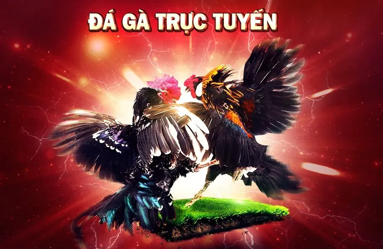 Đá Gà 33Win Sảnh Trực Tuyến Uy Tín Tỷ Lệ Cược Hấp Dẫn